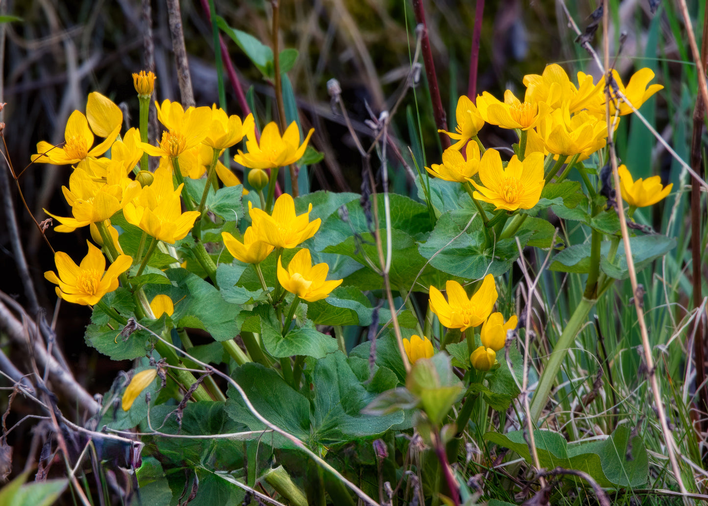 Caltha palustris (marsh marigold)