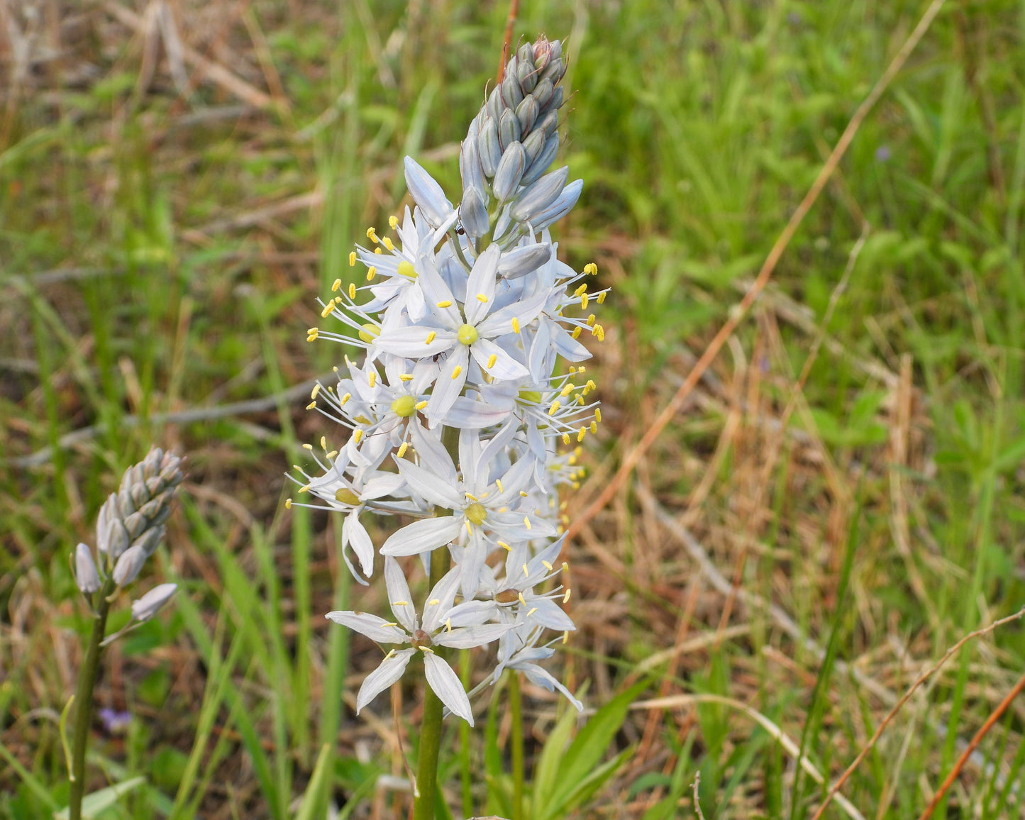 Camassia scilloides (wild hyacinth)