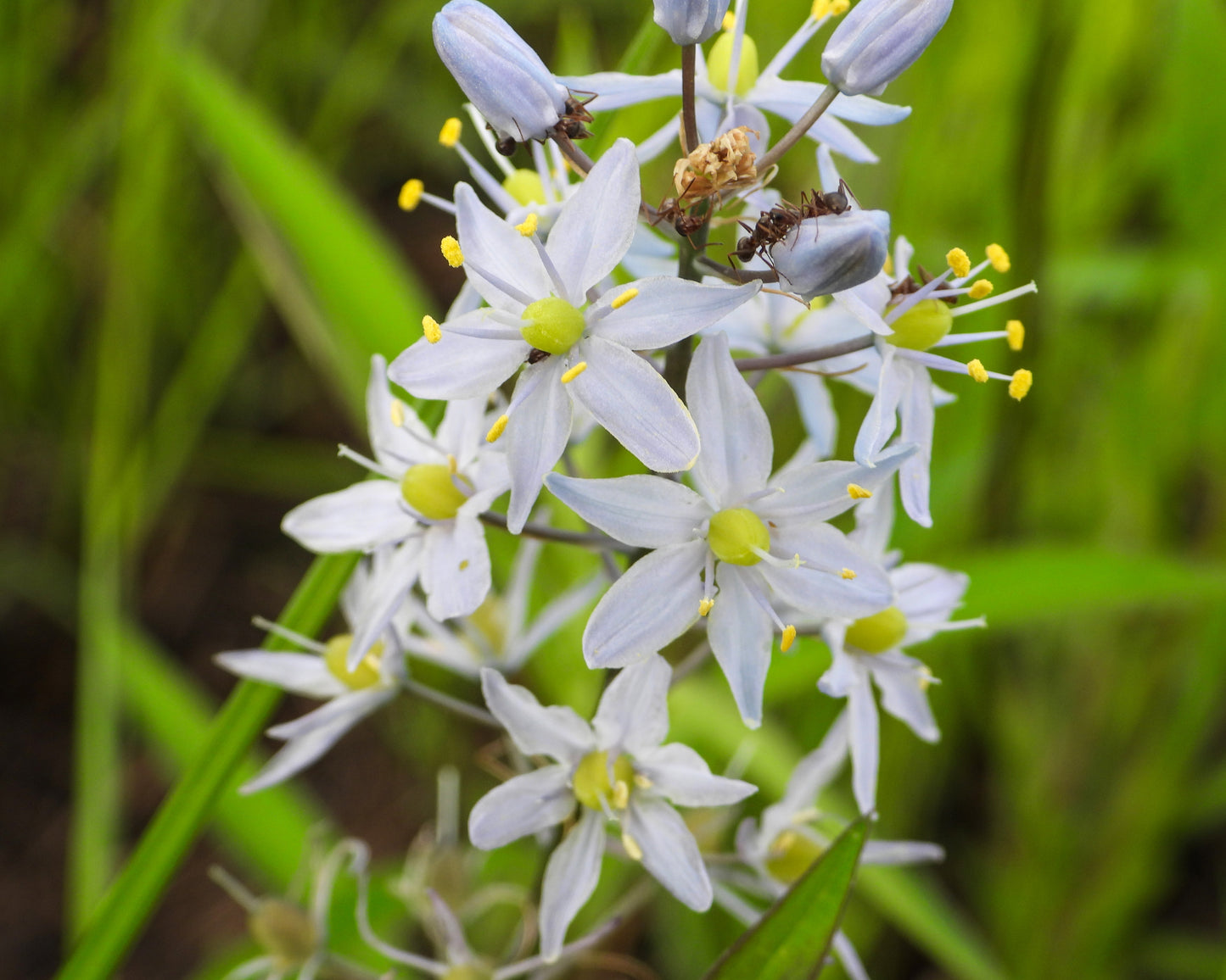 Camassia scilloides (wild hyacinth)