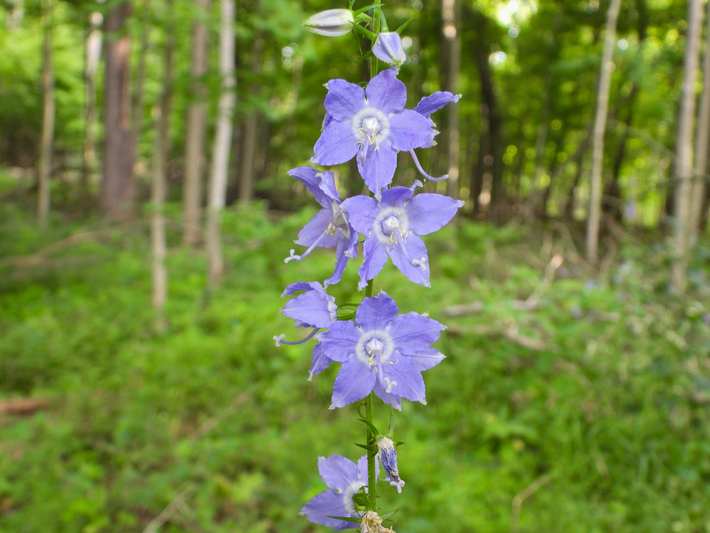 Campanula americana (tall bellflower)