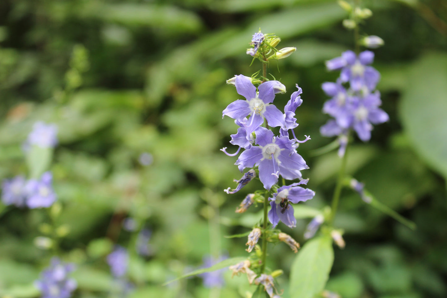 Campanula americana (tall bellflower)