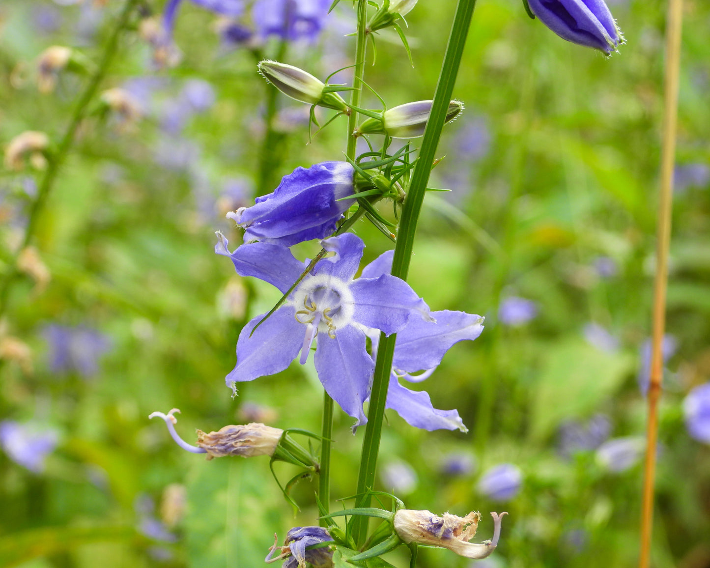 Campanula americana (tall bellflower)