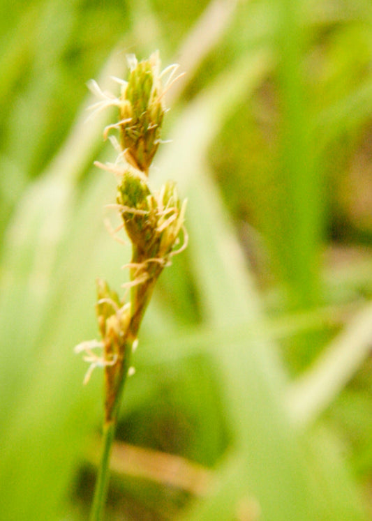 Carex bicknellii (copper-shouldered oval sedge)