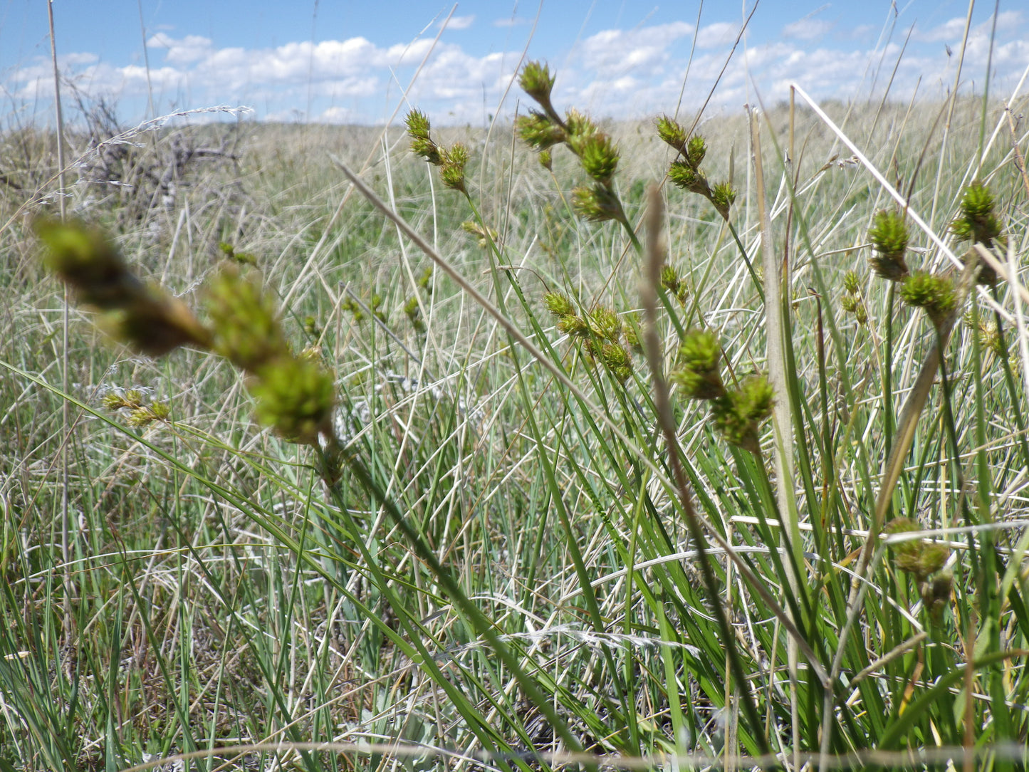 Carex brevior (plains oval sedge)