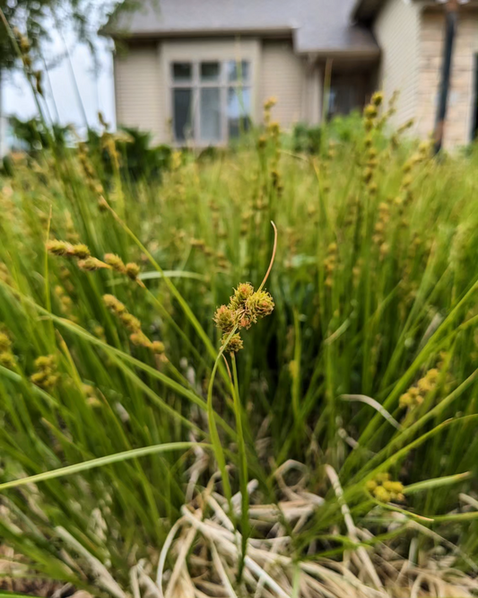 Carex brevior (plains oval sedge)