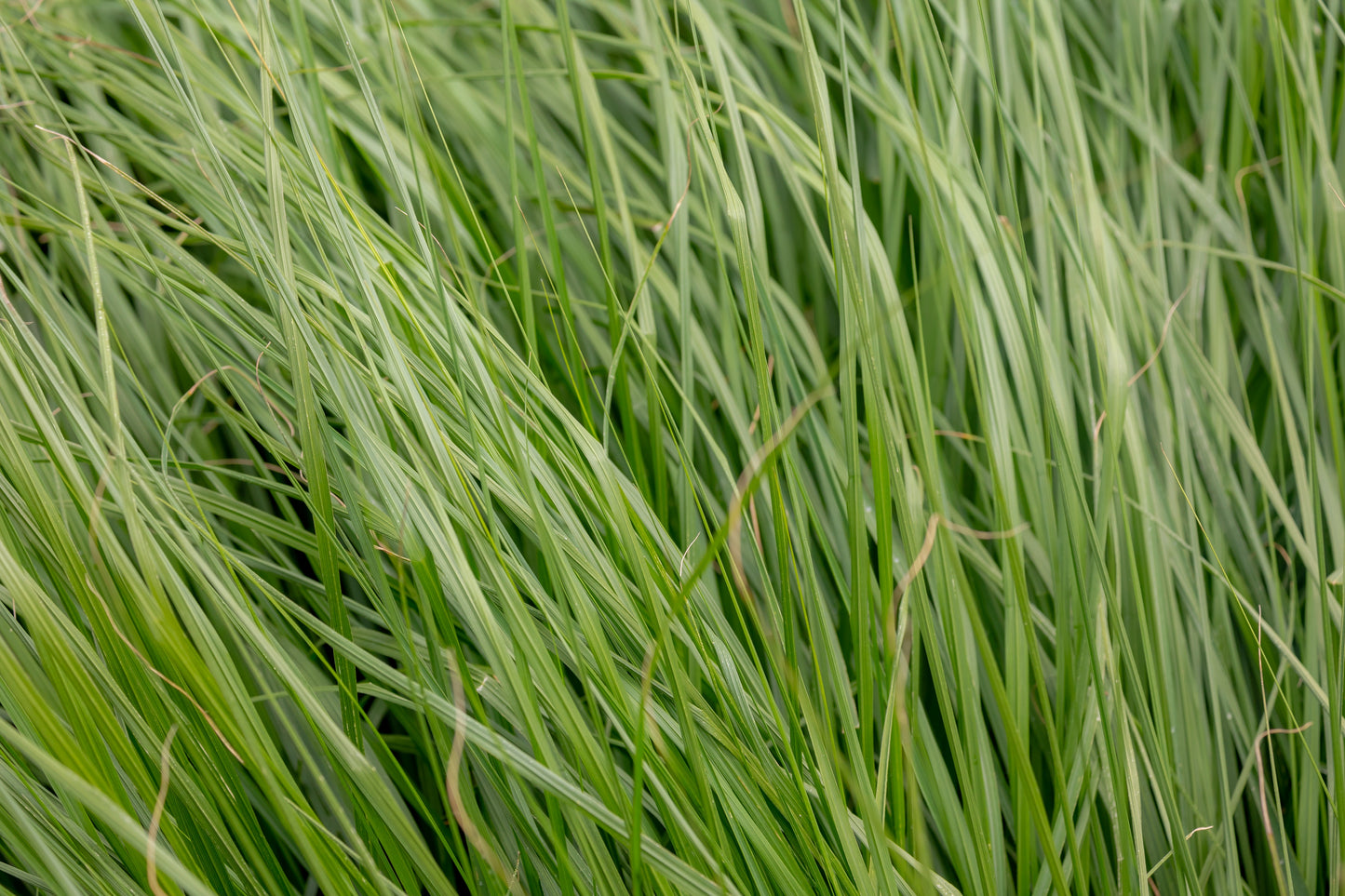Carex bromoides (brome-like sedge)