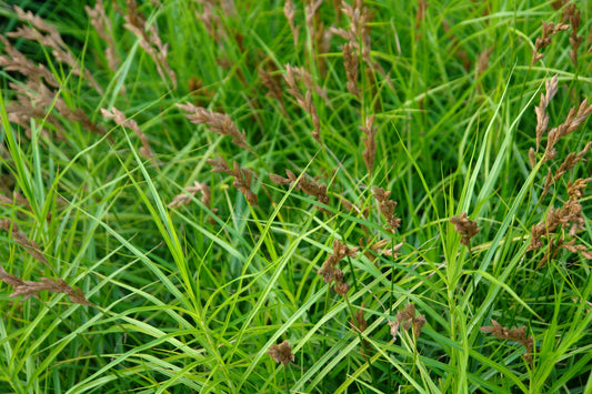 Carex muskingumensis (palm sedge)