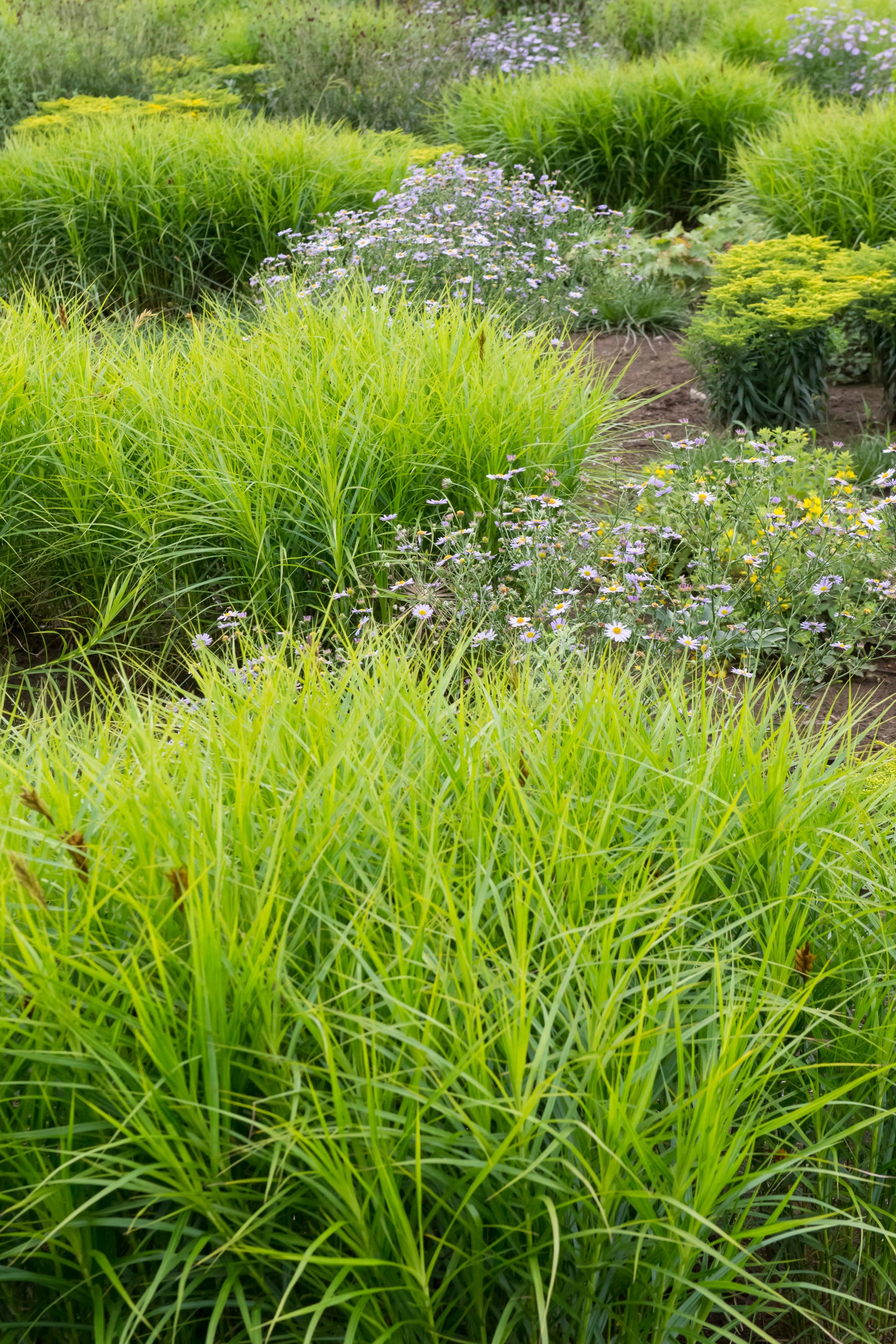 Carex muskingumensis (palm sedge)