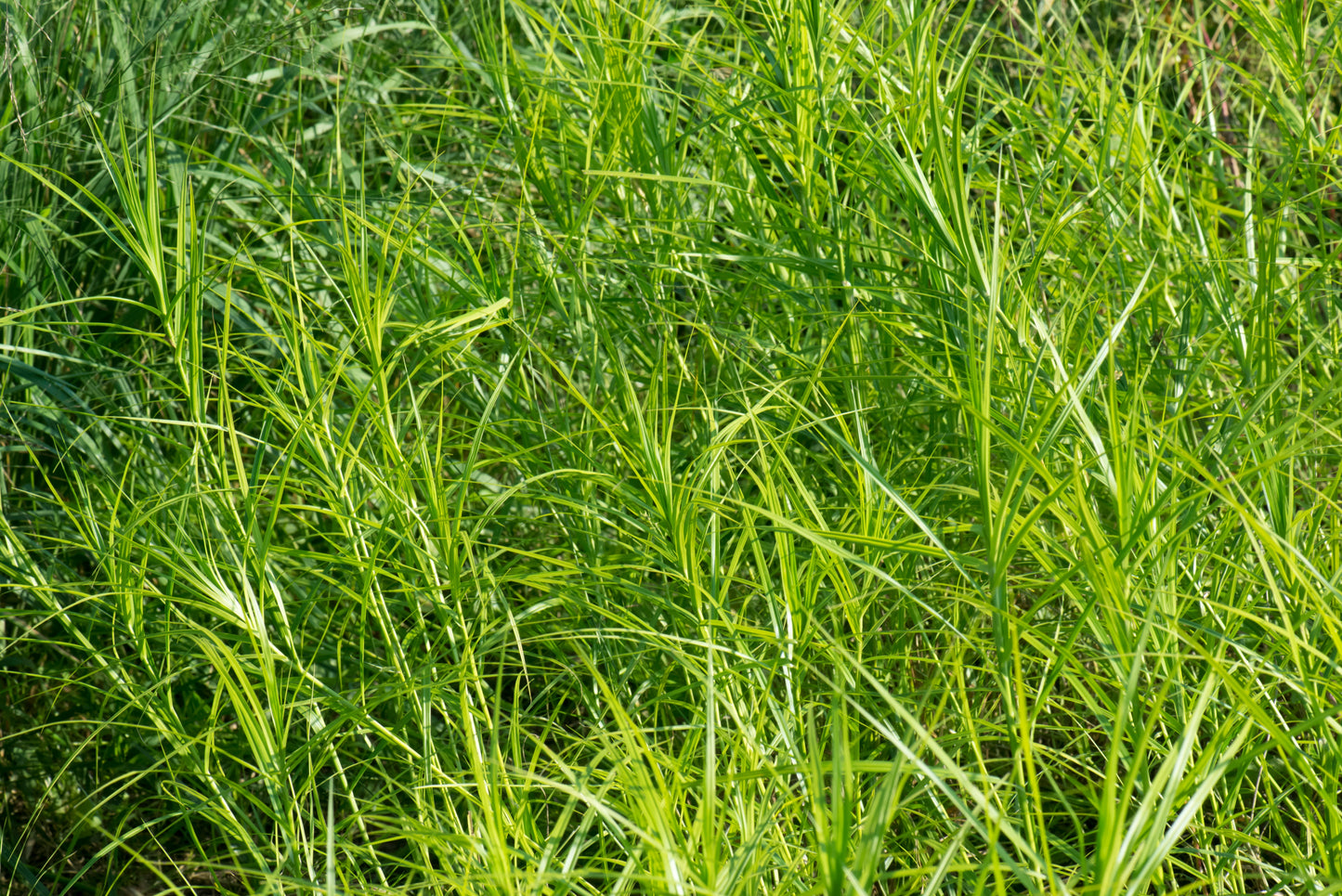 Carex muskingumensis (palm sedge)