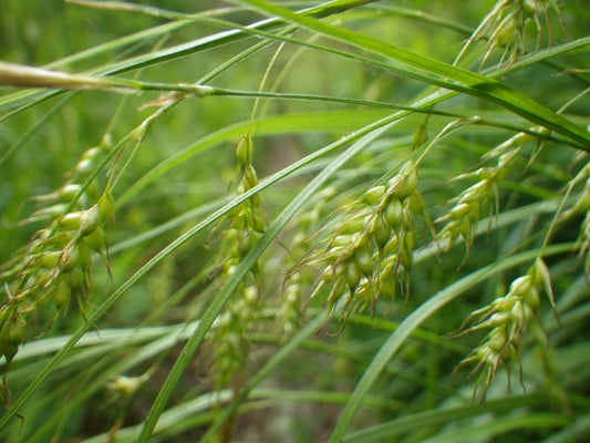 Carex sprengelii (long-beaked sedge)