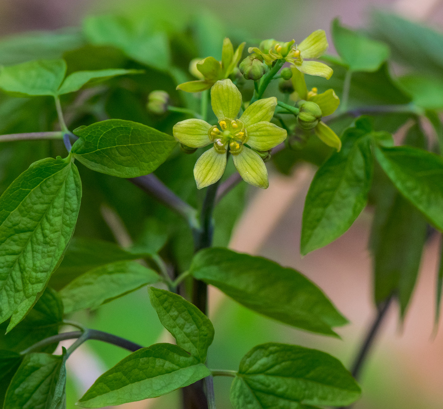 Caulophyllum thalictroides (blue cohosh)