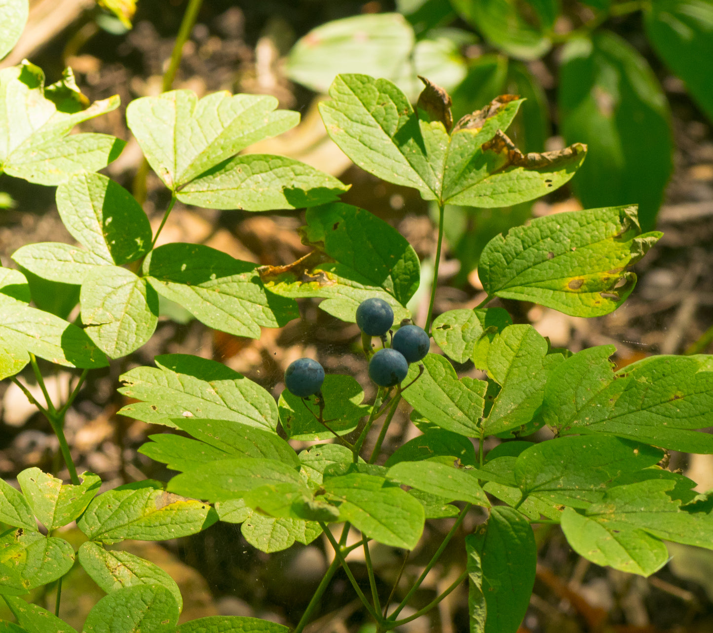 Caulophyllum thalictroides (blue cohosh)