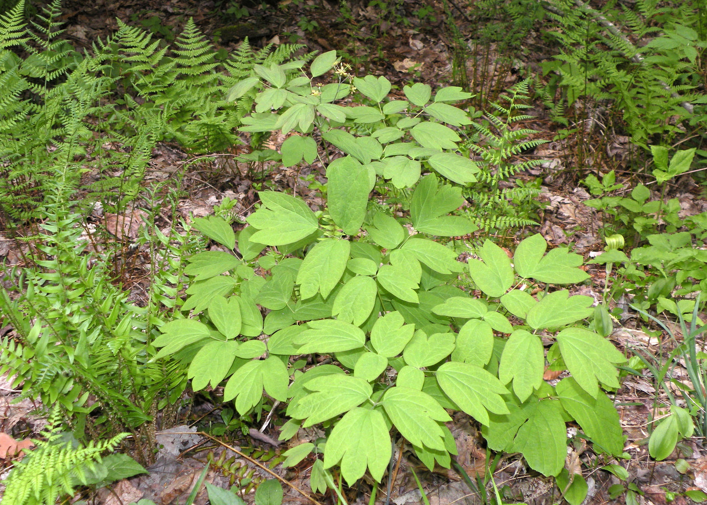 Caulophyllum thalictroides (blue cohosh)