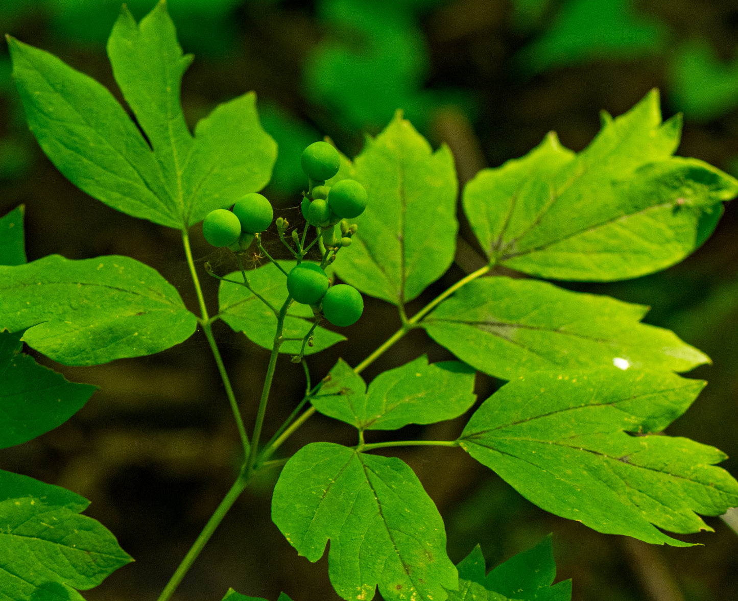 Caulophyllum thalictroides (blue cohosh)