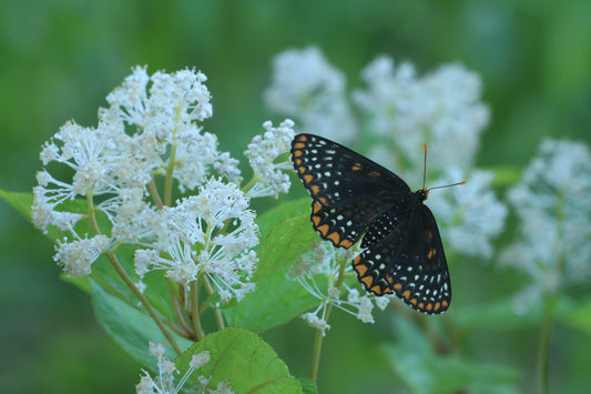 Ceanothus americanus (New Jersey tea)