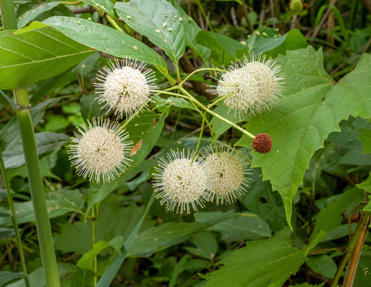 Cephalanthus occidentalis (buttonbush)
