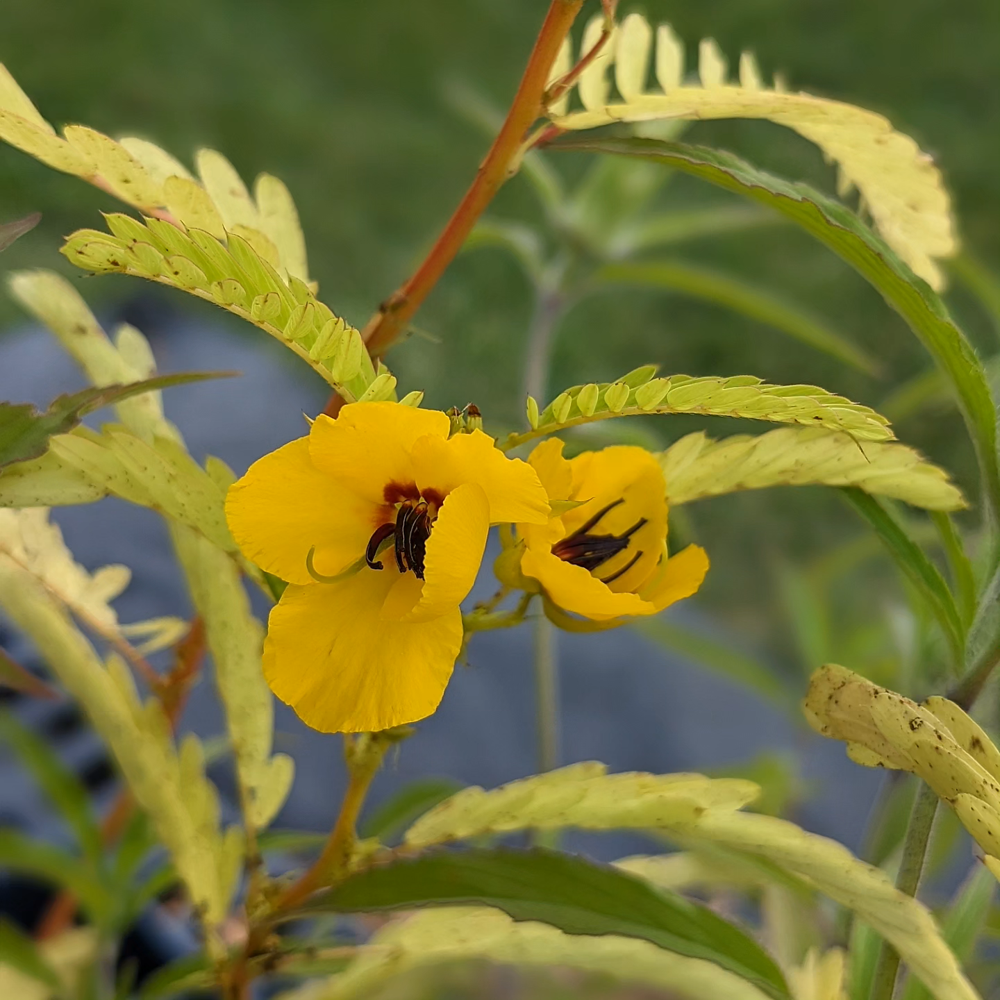 Chamaecrista fasciculata (partridge pea)