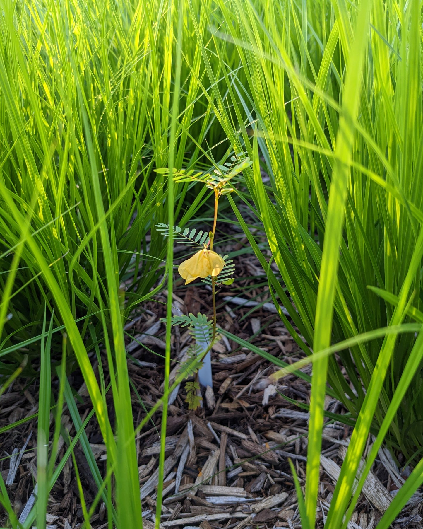 Chamaecrista fasciculata (partridge pea)