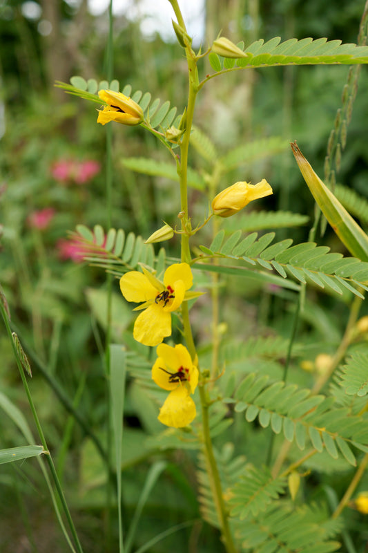 Chamaecrista fasciculata (partridge pea)