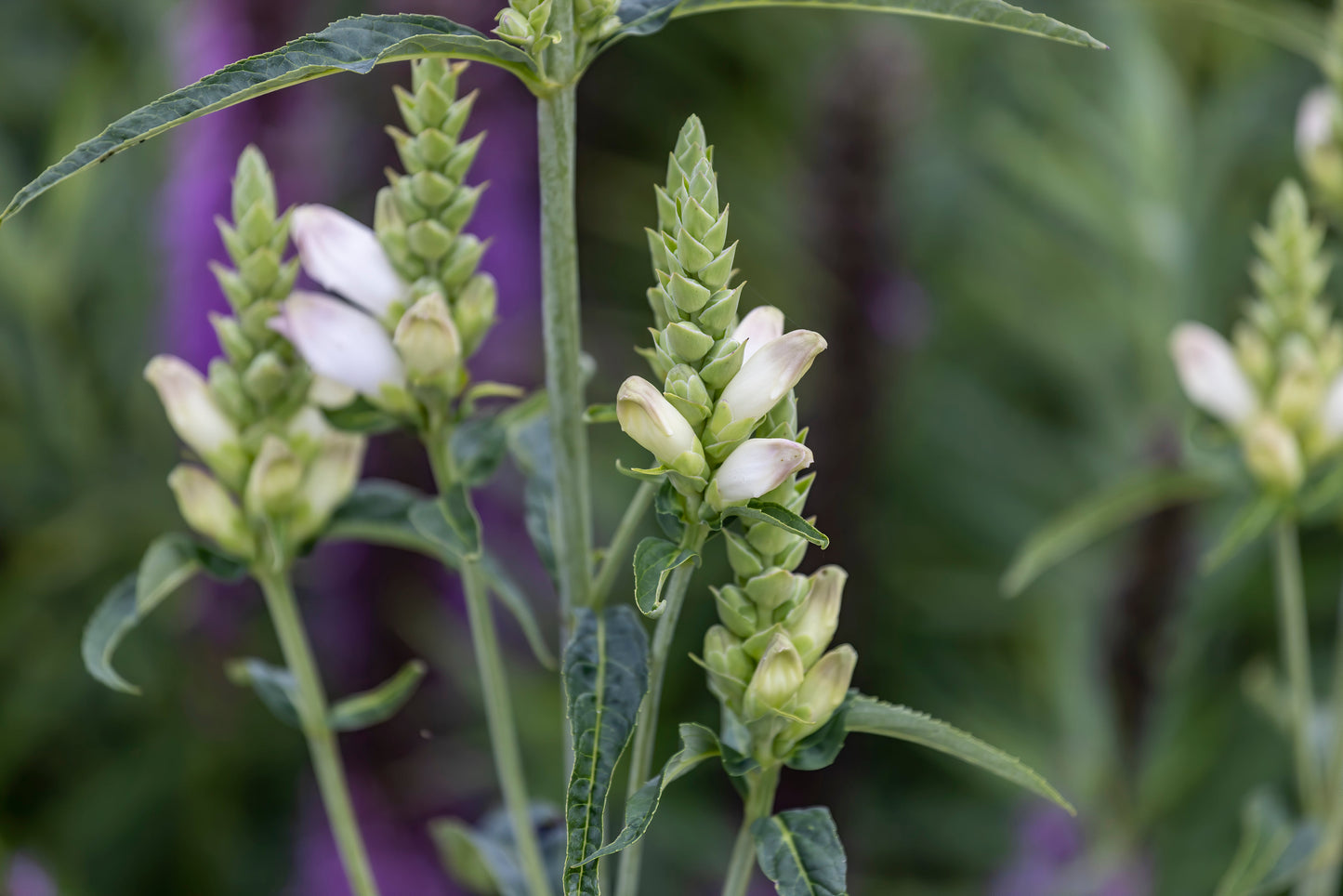 Chelone glabra (white turtlehead)