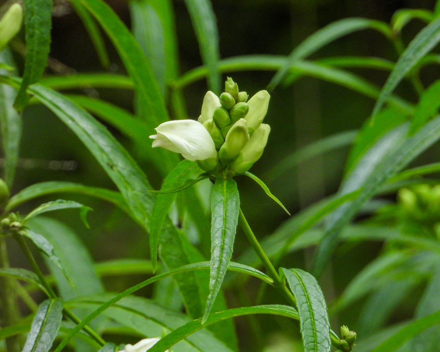 Chelone glabra (white turtlehead)