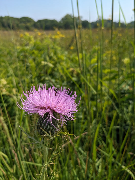 Cirsium discolor (field thistle)