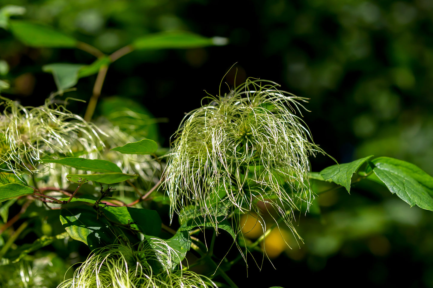 Clematis virginiana (virgin's bower)