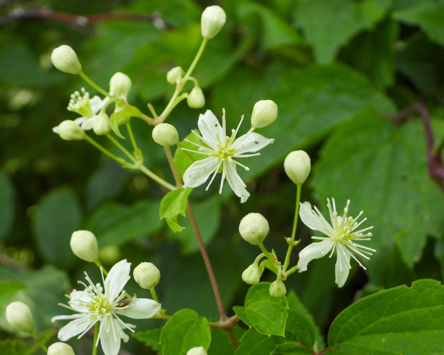 Clematis virginiana (virgin's bower)