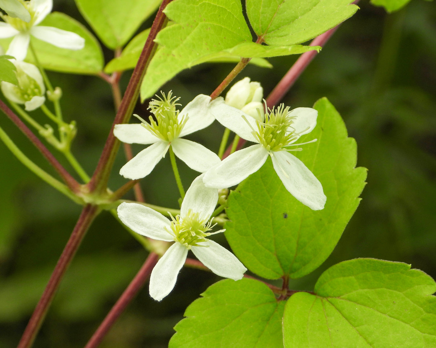 Clematis virginiana (virgin's bower)