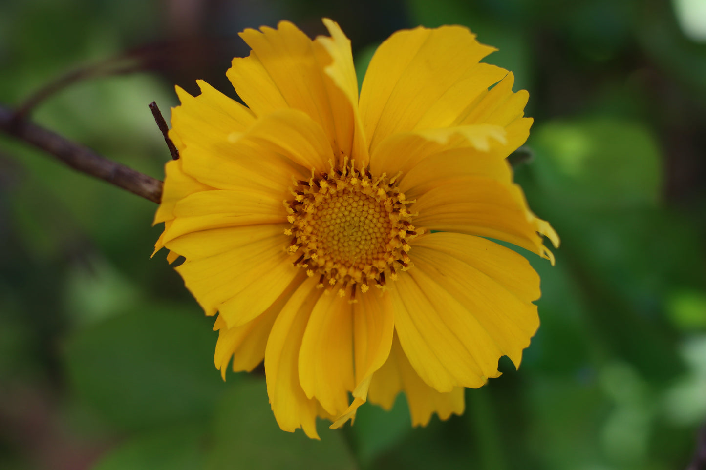 Coreopsis lanceolata (lance-leaf coreopsis)