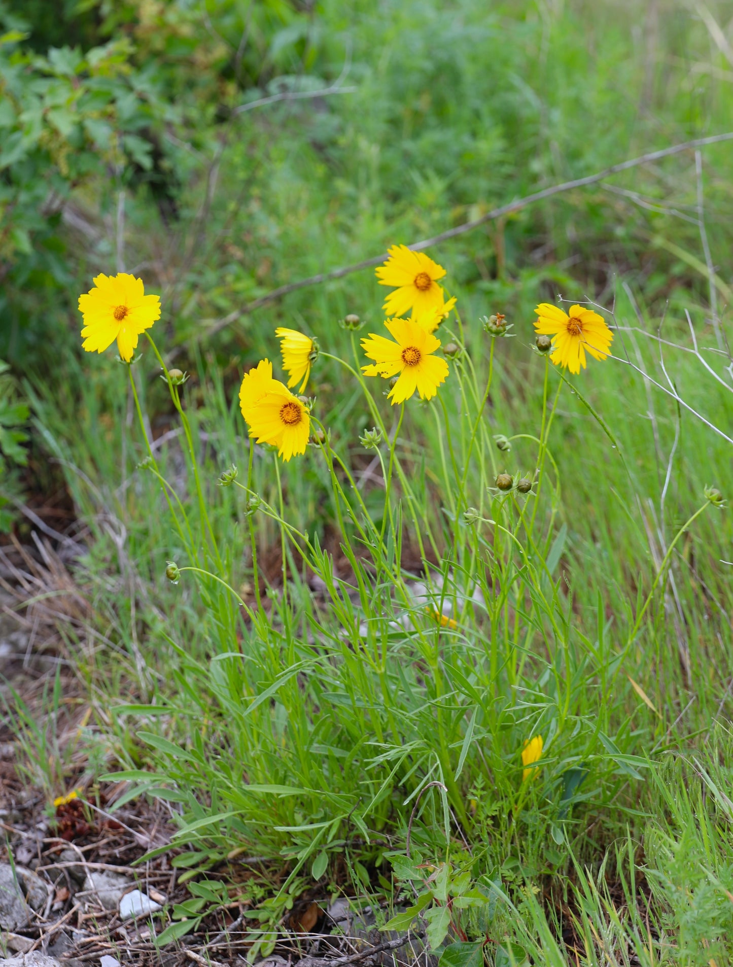 Coreopsis lanceolata (lance-leaf coreopsis)