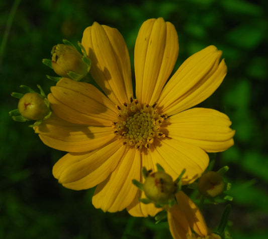 Coreopsis palmata (prairie coreopsis)