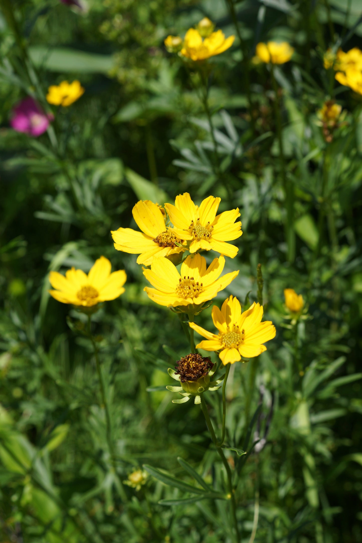 Coreopsis palmata (prairie coreopsis)