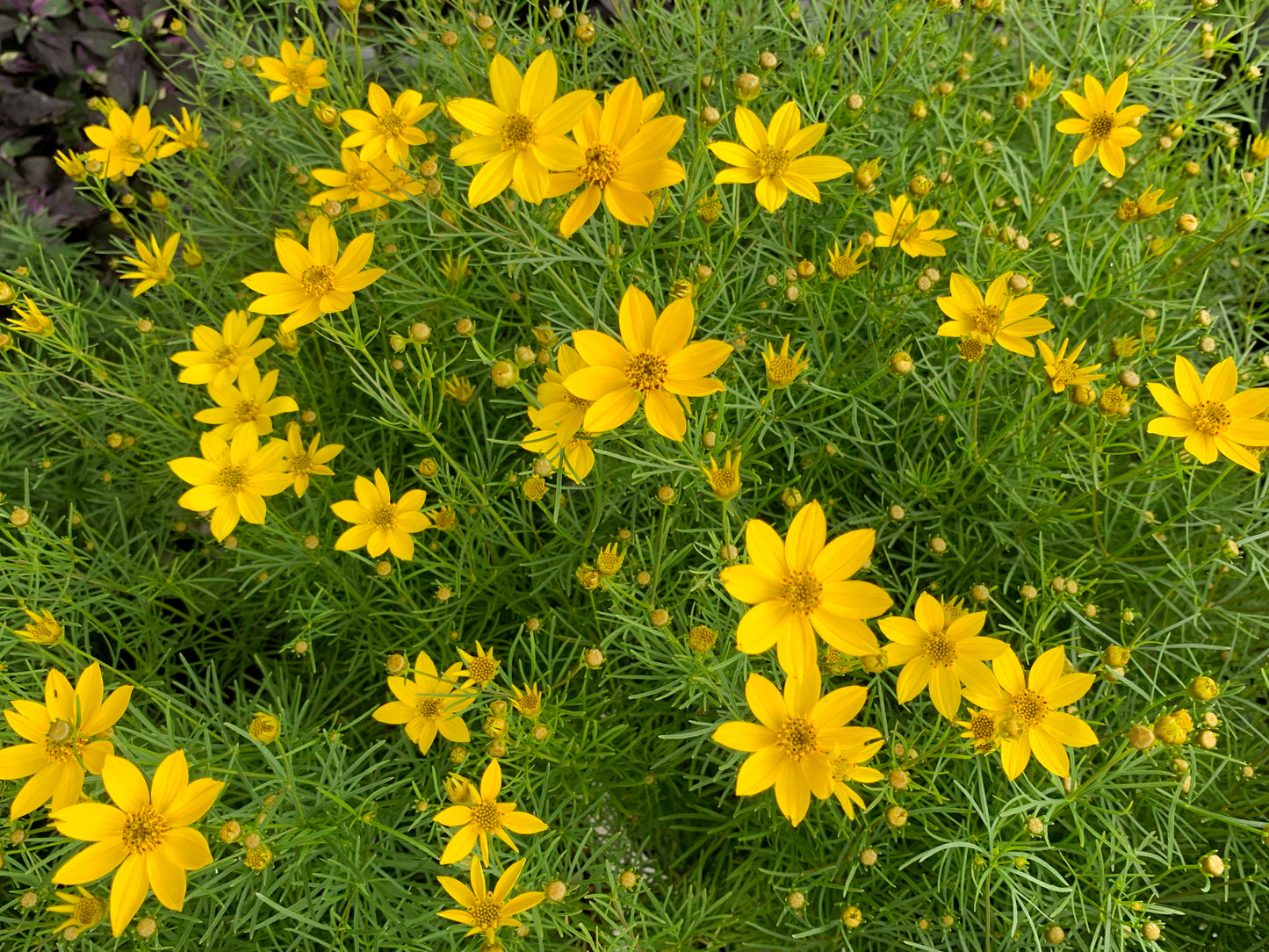 Coreopsis palmata (prairie coreopsis)