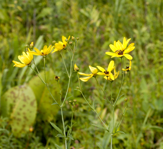 Coreopsis tripteris (tall coreopsis)