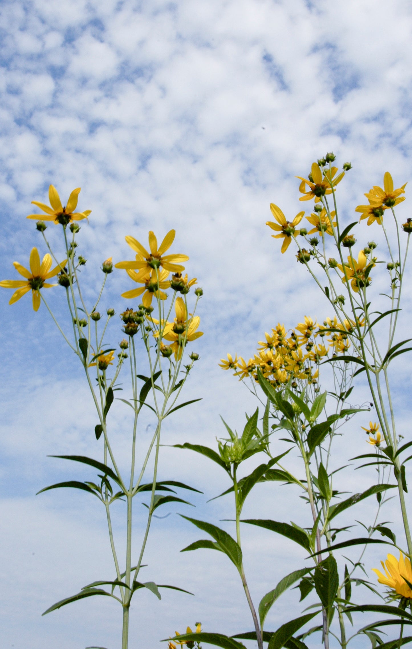 Coreopsis tripteris (tall coreopsis)