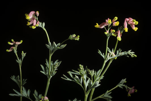 Corydalis sempervirens (pale corydalis)