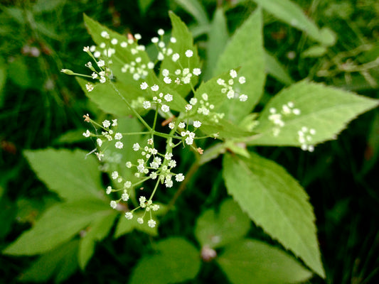 Cryptotaenia canadensis (honewort)