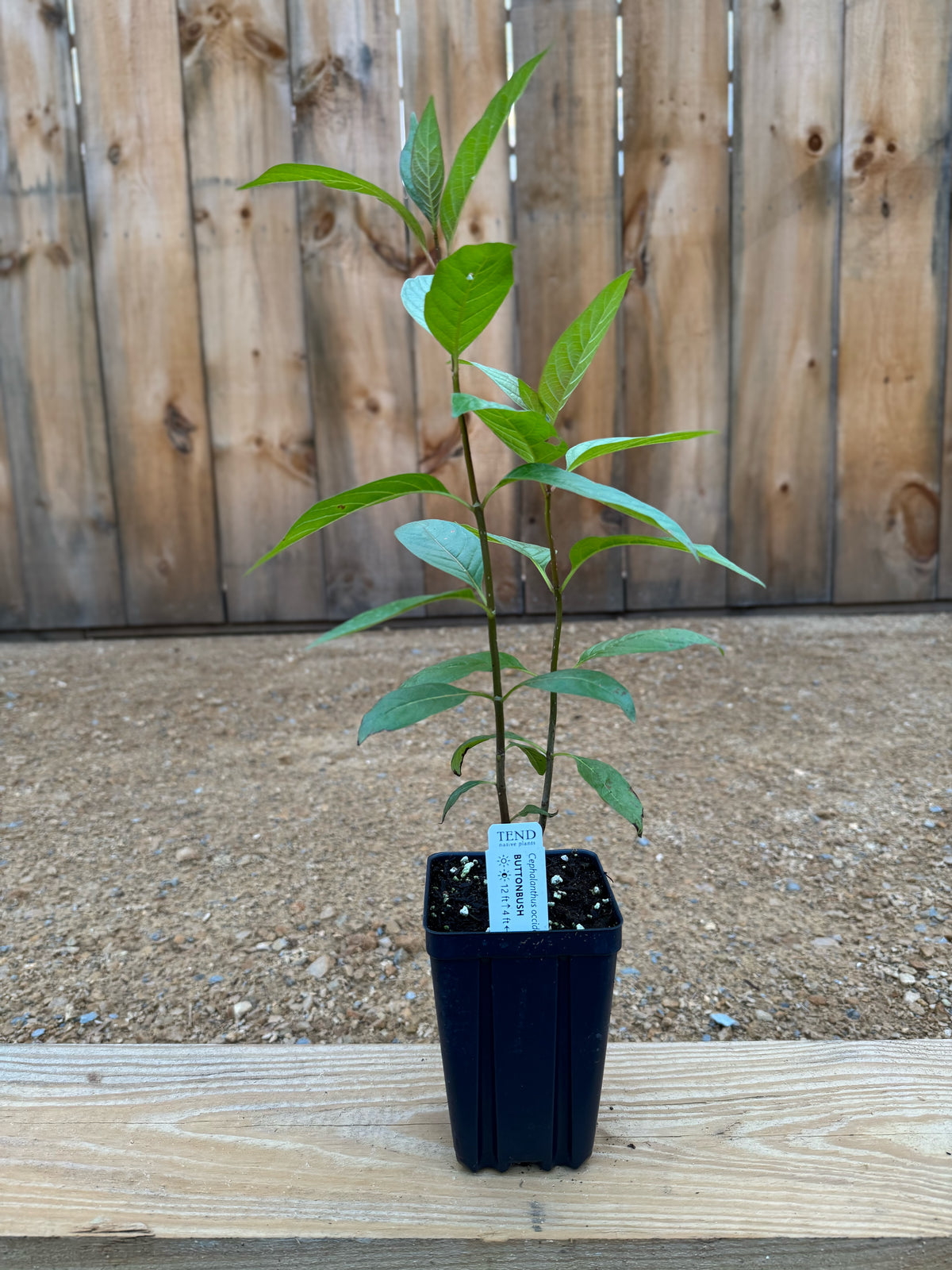 Cephalanthus occidentalis (buttonbush)
