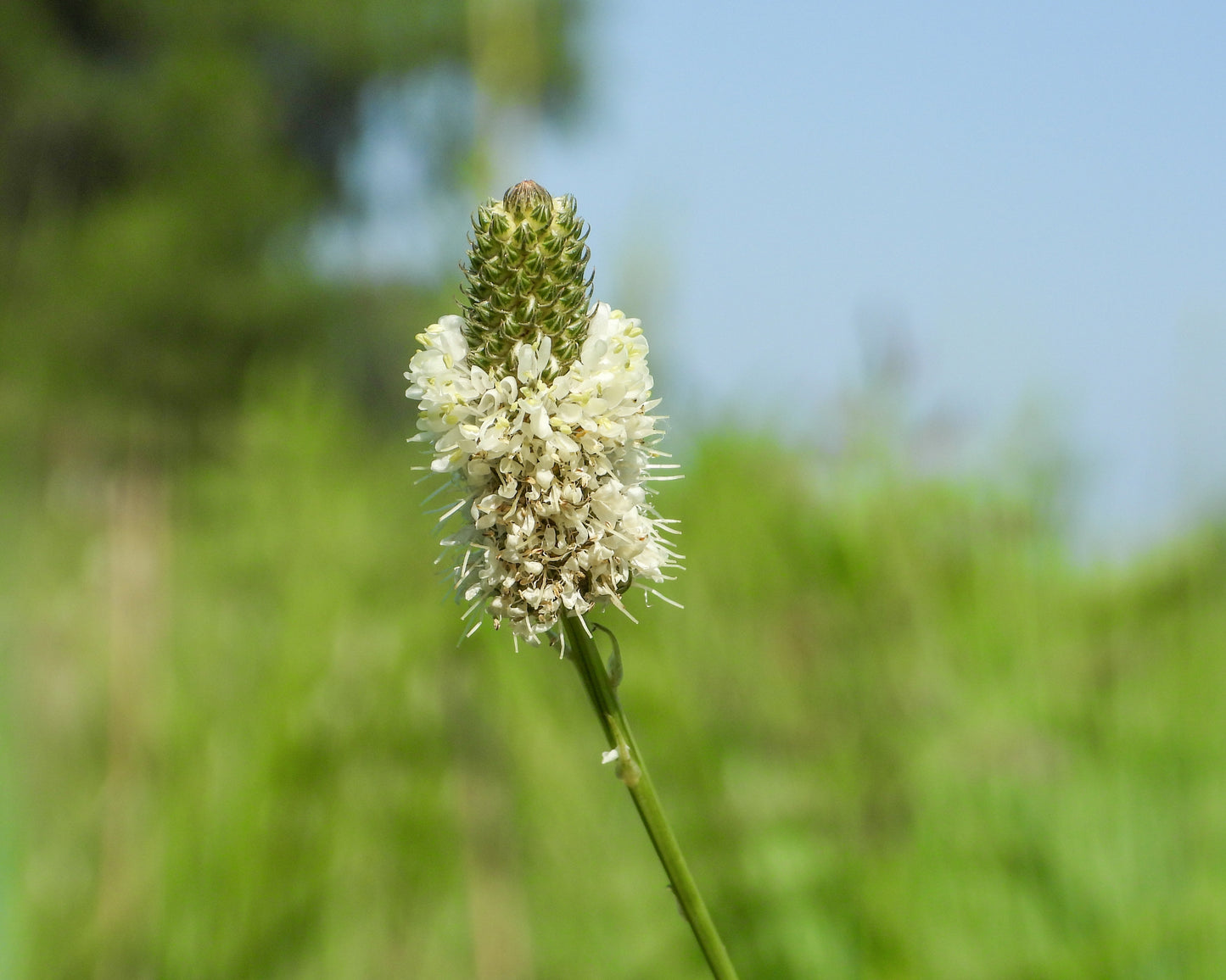 Dalea candida (white prairie clover)