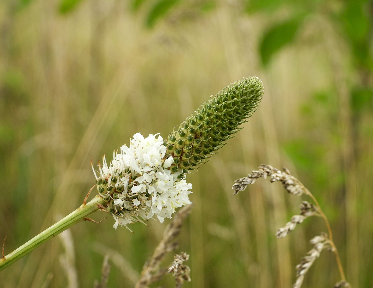 Dalea candida (white prairie clover)