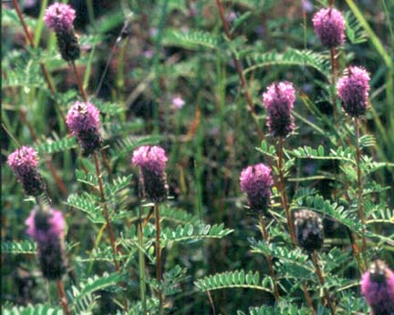 Dalea foliosa (leafy prairie clover)