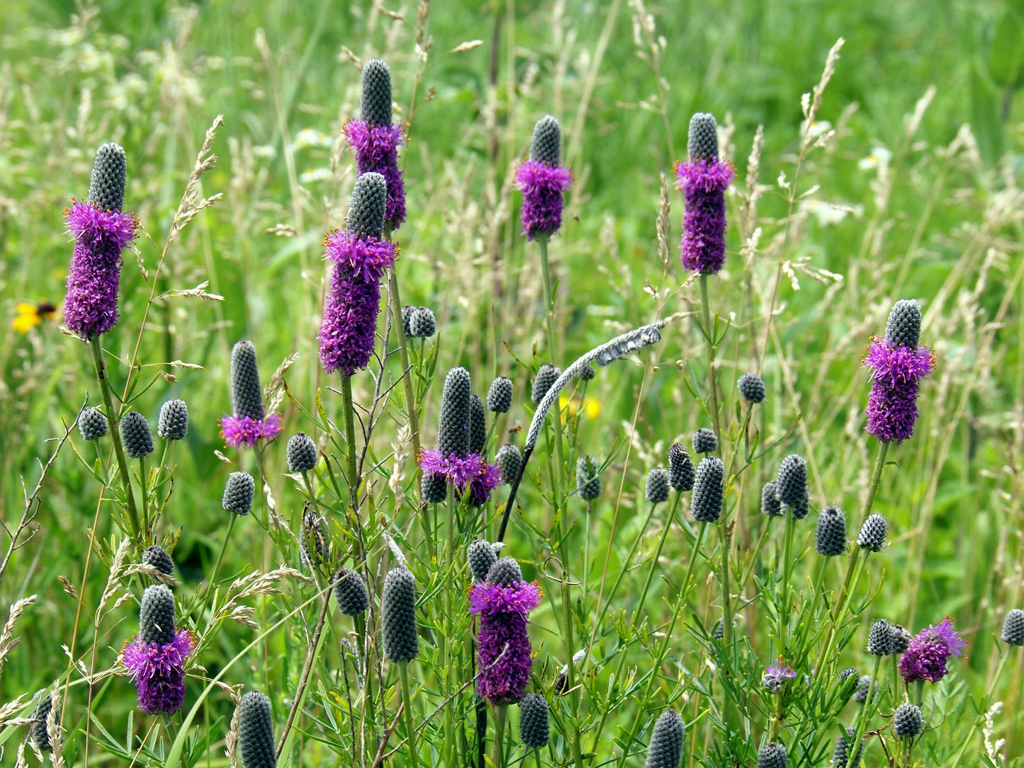 Dalea purpurea (purple prairie clover)