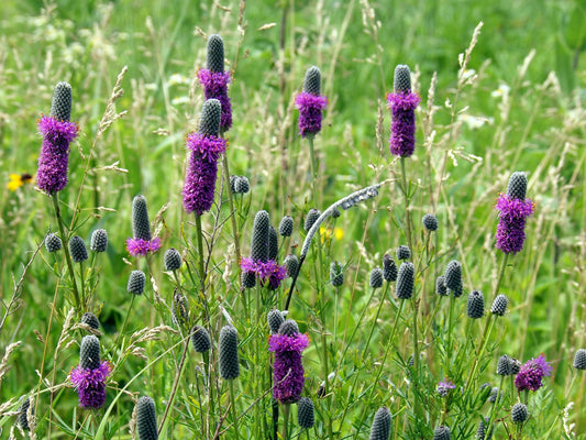 Dalea purpurea (purple prairie clover)