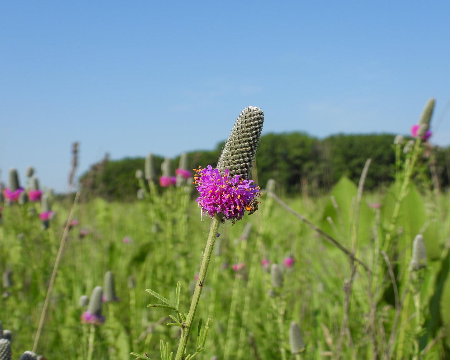 Dalea purpurea (purple prairie clover)