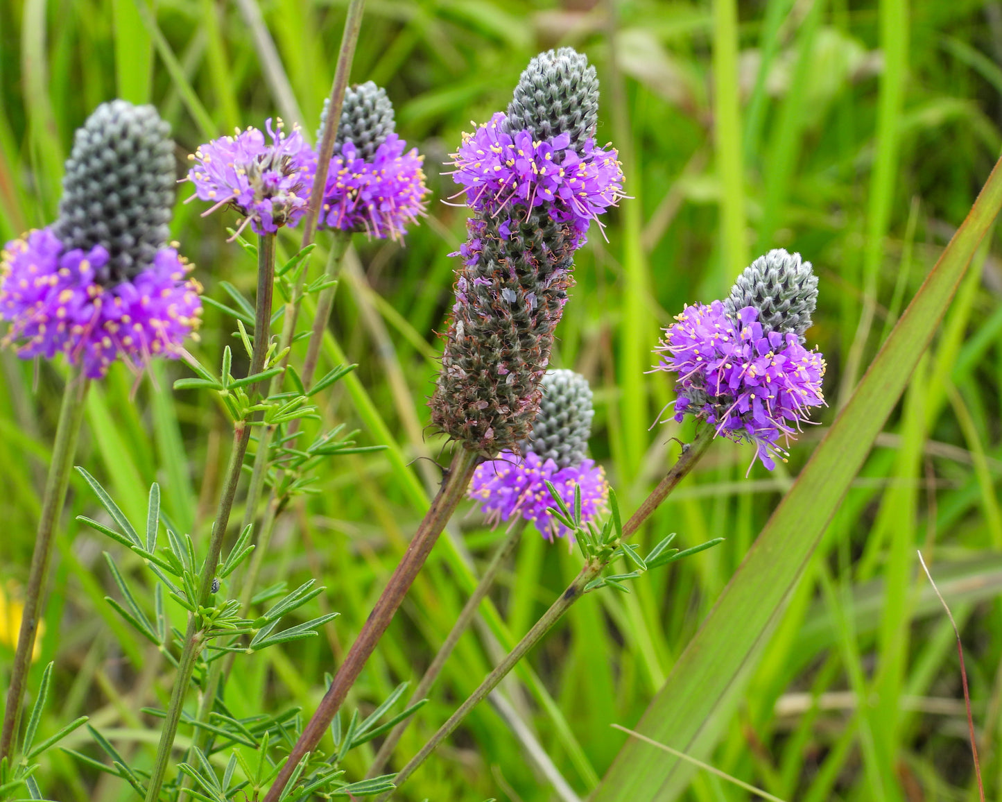 Dalea purpurea (purple prairie clover)