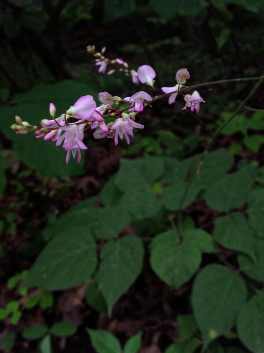 Desmodium glutinosum (pointed-leaved tick trefoil)