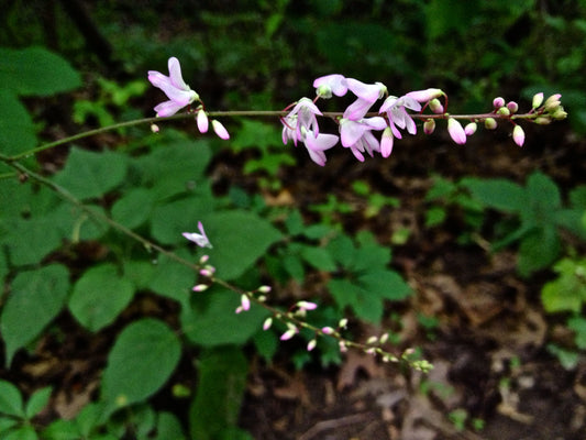 Desmodium glutinosum (pointed-leaved tick trefoil)