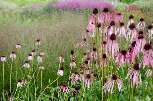 Echinacea pallida (pale purple coneflower)