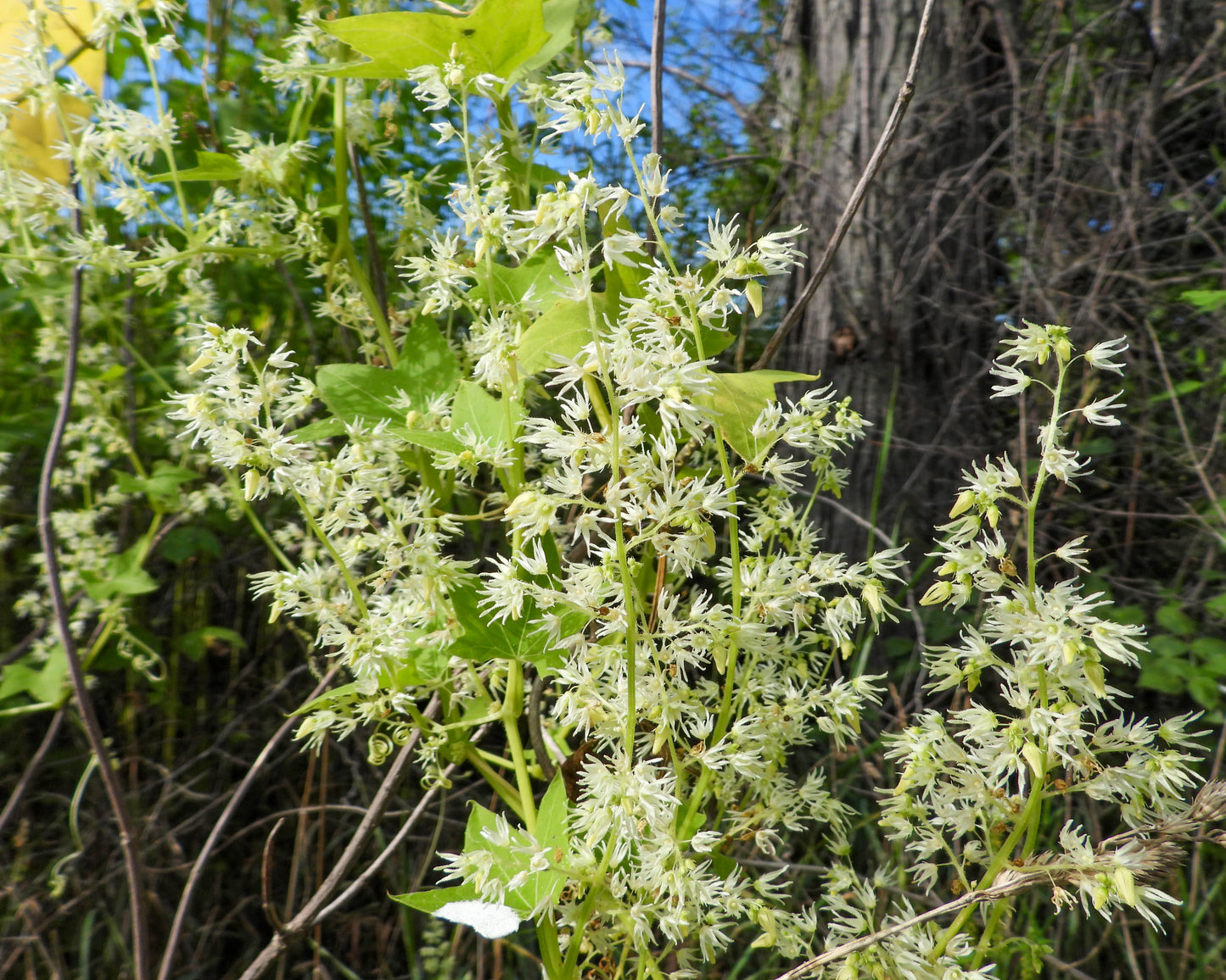 Echinocystis lobata (wild cucumber)